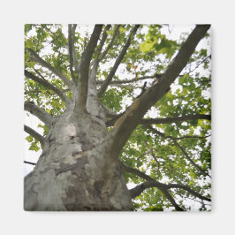 Íman Sycamore Tree