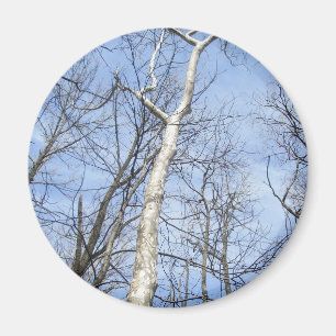 Íman Sycamore Tree Magnet