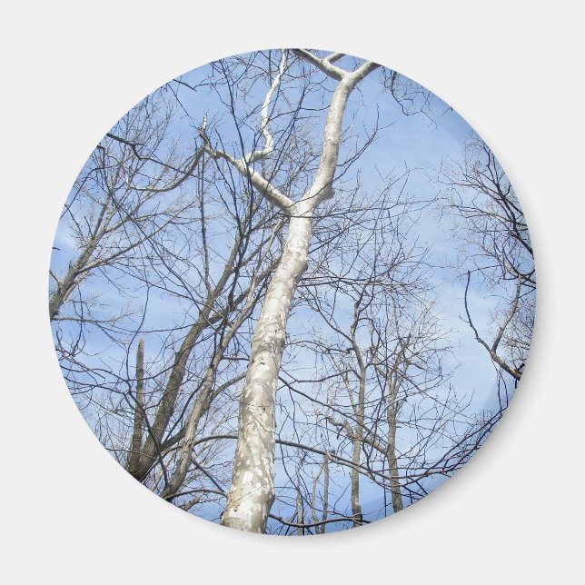 Íman Sycamore Tree Magnet (Frente)