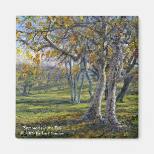 Íman Sycamores no outono