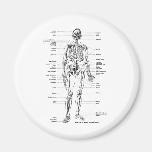 ÍMAN T-SHIRT E PRESENTES DE ESQUELETO DA ANATOMIA