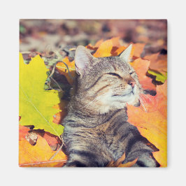 Íman Tabby Basking in the Foliage