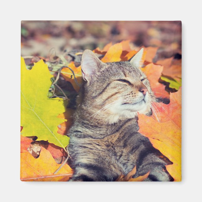 Íman Tabby Basking in the Foliage (Frente)