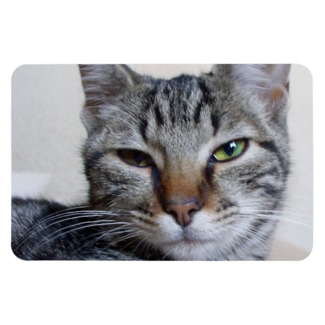 Íman Tabby Cat (Horizontal)
