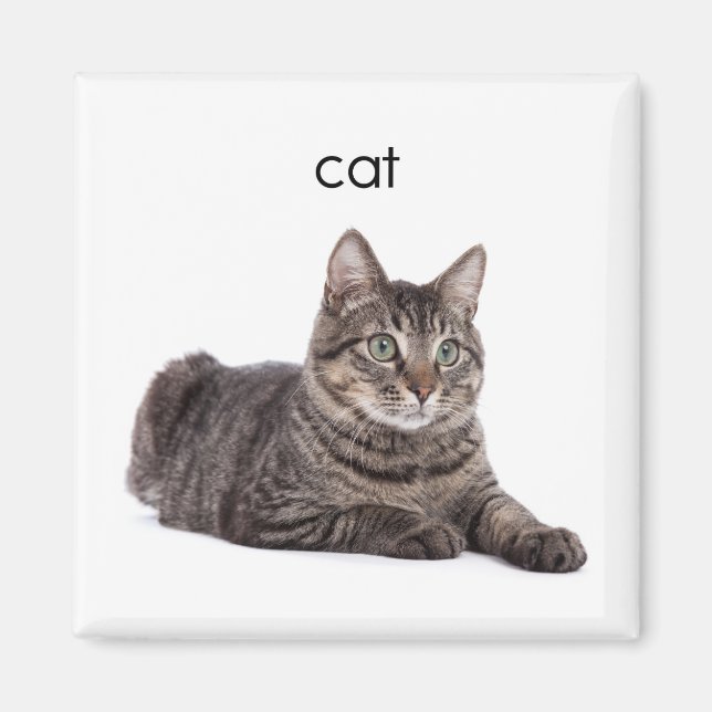 Íman Tabby Cat (Frente)