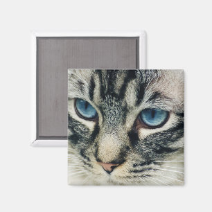 Íman Tabby Cat com Olhos Azuis Fechados