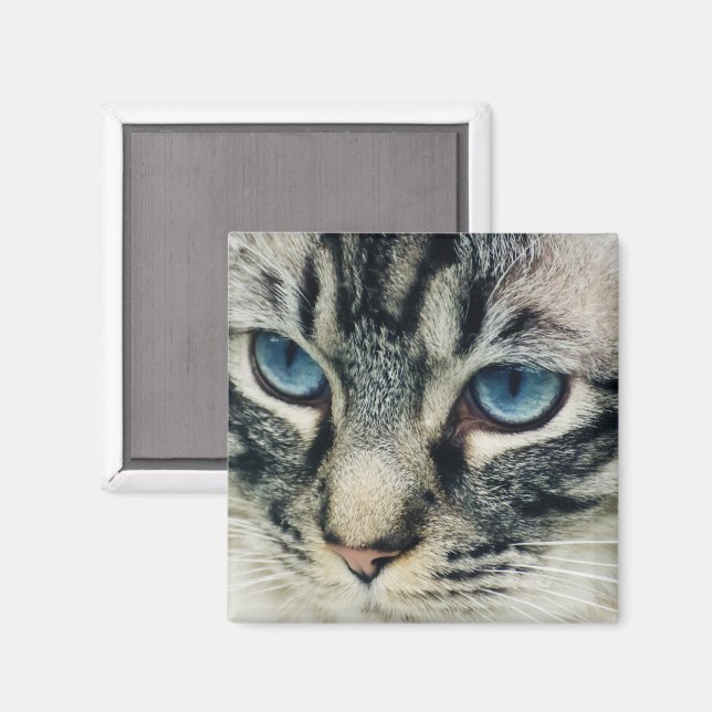 Íman Tabby Cat com Olhos Azuis Fechamento (Front/Back)
