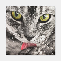 Tabby Cat Licing Paw