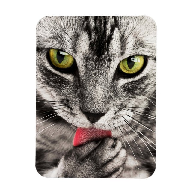 Íman Tabby Cat Licing Paw (Vertical)