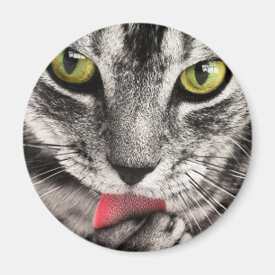 Íman Tabby Cat Licing Pw