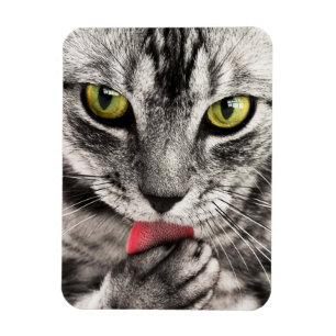 Íman Tabby Cat Licing Pw