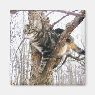 Íman Tabby Cat Magnet