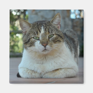 Íman Tabby e White Cat Magnet