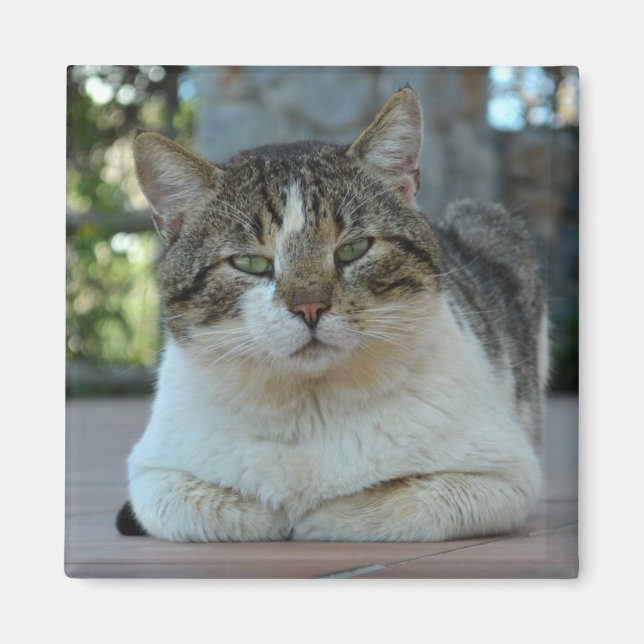 Íman Tabby e White Cat Magnet (Frente)