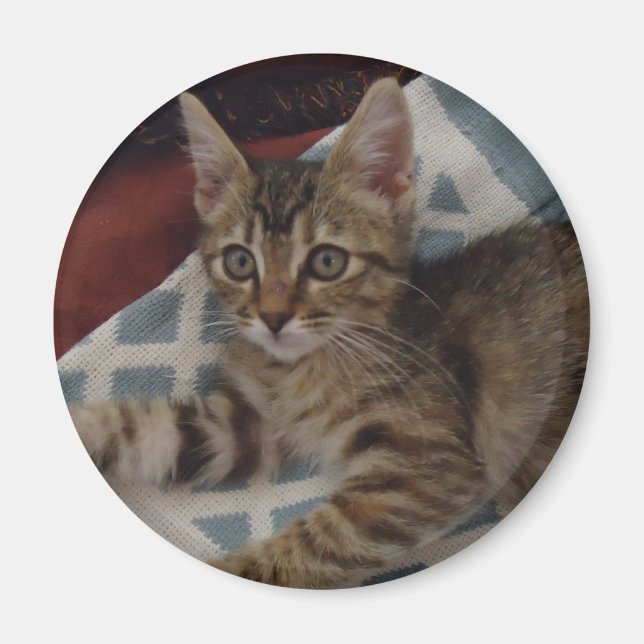 Íman Tabby Girl Kitten (Frente)