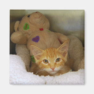 Íman Tabby Kitten Com Magneta Teddy Bear