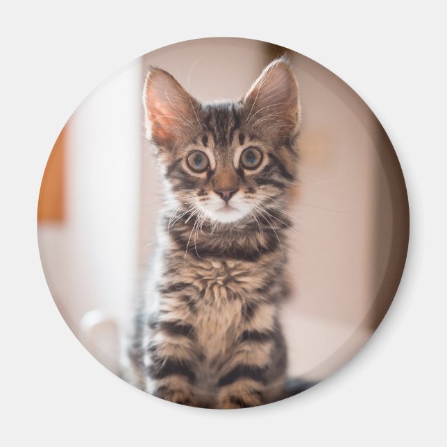 Íman Tabby Kitten na Mesa (Frente)