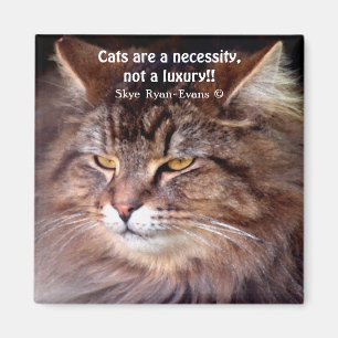 Íman Tabby Maine Coon Cat Lover & Poem Magnet