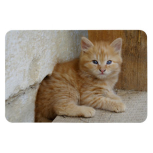 Íman Tabby Tomcat Kitten