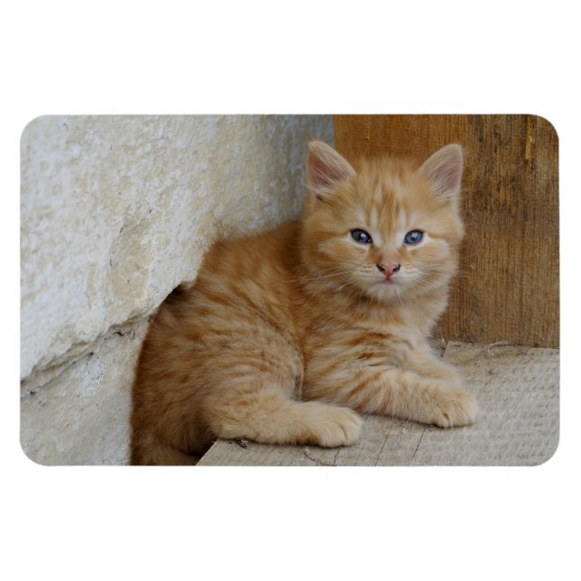 Íman Tabby Tomcat Kitten (Horizontal)