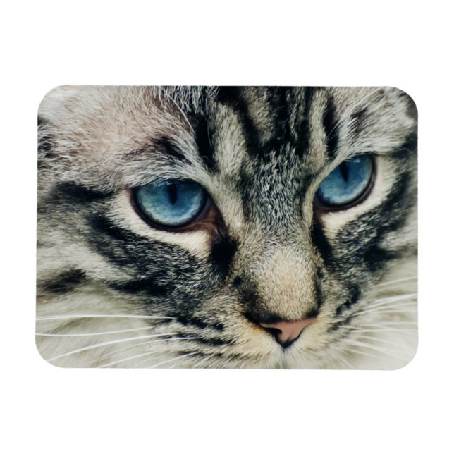 Íman Tabuleiro de Olhos Azuis Cara de Gato Fechado (Horizontal)