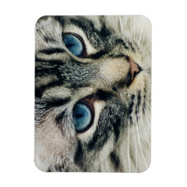 Íman Tabuleiro de Olhos Azuis Cara de Gato Fechado