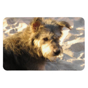 Íman Tailandês Beach Dog