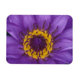 Íman Tailândia, Banguecoque, Lótus roxo e amarelo