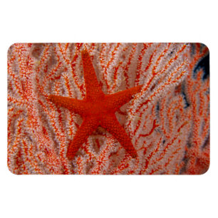 Íman Tailândia, Sea Star Aka Starfish