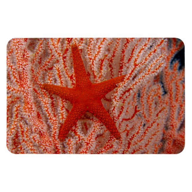 Íman Tailândia, Sea Star Aka Starfish (Horizontal)