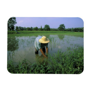 Íman Tailândia, Sukhothai. Agricultor de arroz. SR.