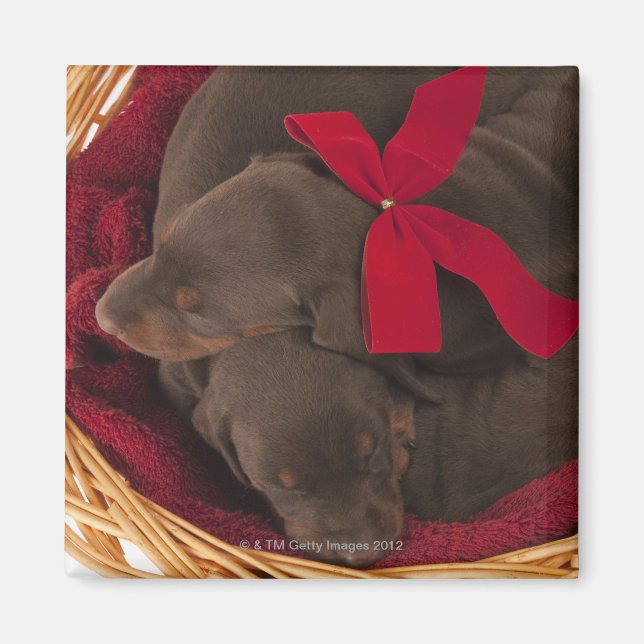 Íman Também Doberman Pincher. Cão doméstico de médio po (Frente)