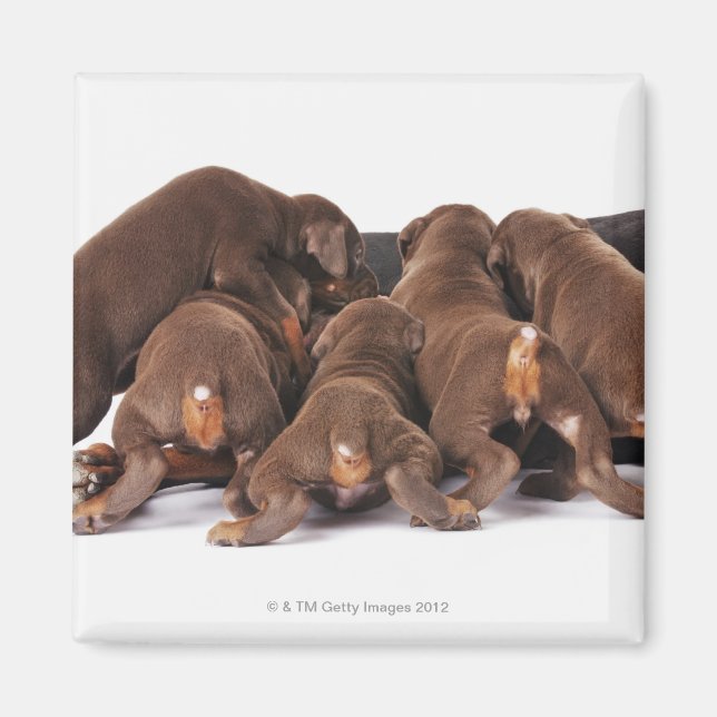 Íman Também Doberman Pincher. Cão doméstico de médio po (Frente)