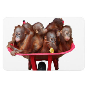 Íman Tambor doce da cara do bebê dos macacos