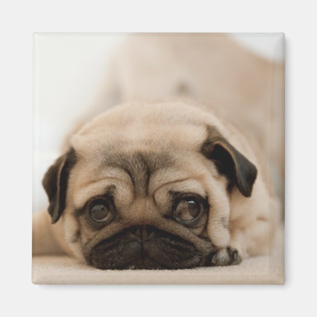 Íman Tan Female Pug (Frente)
