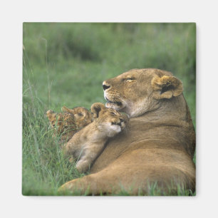 Íman Tanzânia, Cratera de Ngorongoro. Mãe de leão afric
