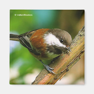 Íman Tão bonito, tão curioso: Um Chickadee