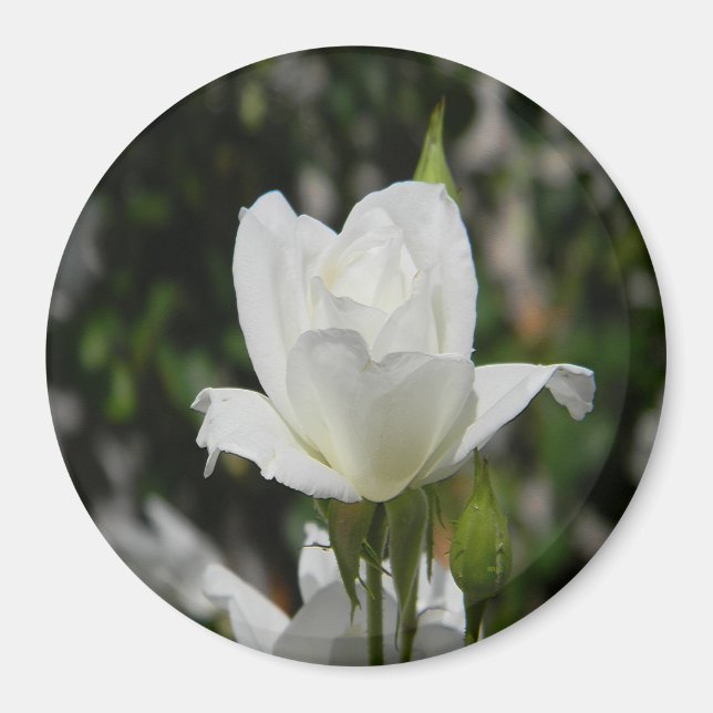 Íman Tão puro..... (Frente)