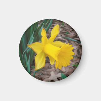 Íman Tapete Daffodil - Pequeno Magneta Redonda