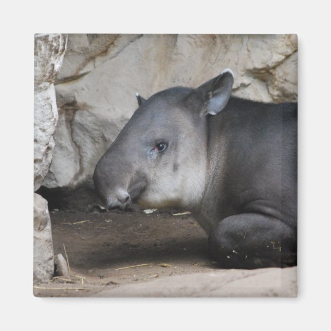 Íman Tapir Magnet (Frente)