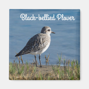 Íman tarambola Preto-inchada