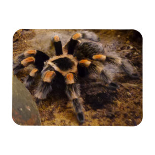 Íman Tarantula 3"" ímã x4