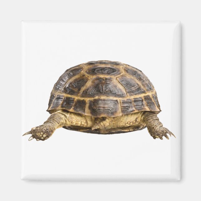 Íman Tartaruga (Frente)