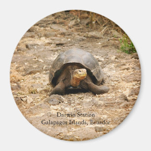 Íman Tartaruga de Galápagos