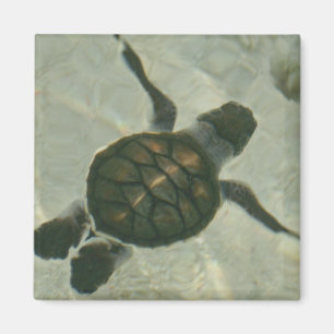 Íman Tartaruga de mar do bebê que nada para fora ao ma