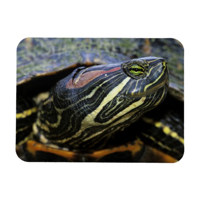 Íman Tartaruga-de-orelha-vermelha, Trachemys scripta el (Horizontal)