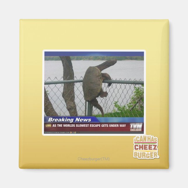 Íman Tartaruga de saída (Frente)