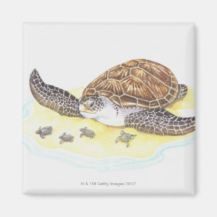 Íman Tartaruga e bebês de mar