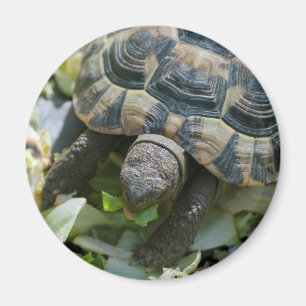 Íman Tartaruga Fofa