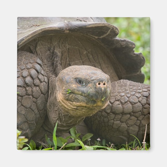 Íman Tartaruga gigante (Frente)